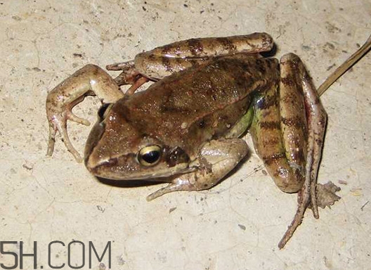 林蛙有寄生蟲嗎？林蛙可以帶上飛機嗎