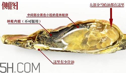 林蛙哪些部位不能吃？林蛙有什么營養(yǎng)