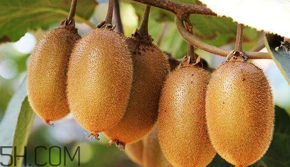 女生送獼猴桃什么意思？獼猴桃內(nèi)涵意思