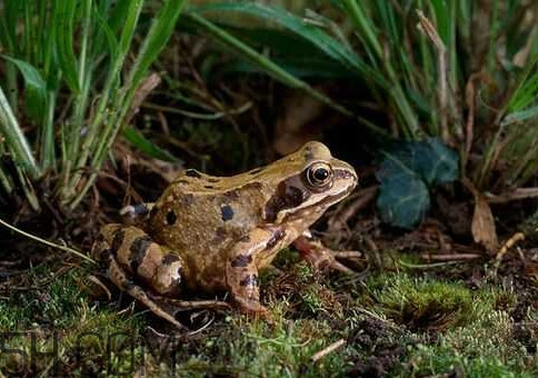 林蛙是發(fā)物嗎？林蛙是國(guó)家二級(jí)保護(hù)動(dòng)物嗎？