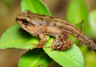 雪蛤的價格多少1克？雪蛤為什么這么貴