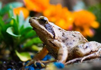 林蛙哪些部位不能吃？林蛙有什么營養(yǎng)