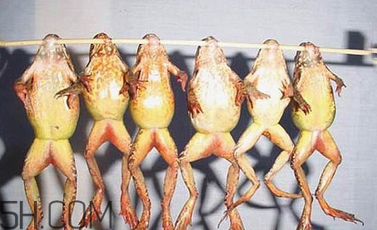 林蛙有寄生蟲嗎？林蛙可以帶上飛機嗎