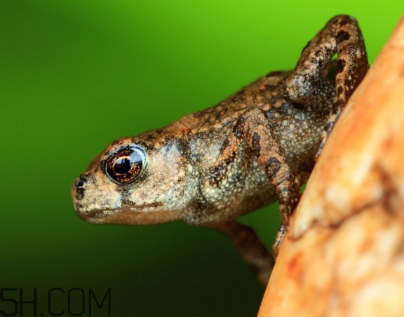 林蛙和牛蛙的區(qū)別是什么？林蛙怎么分公母