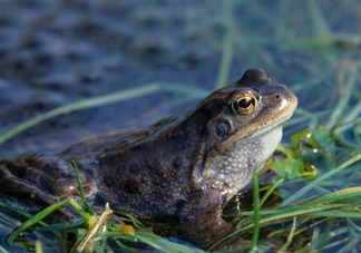 林蛙和牛蛙的區(qū)別是什么？林蛙怎么分公母
