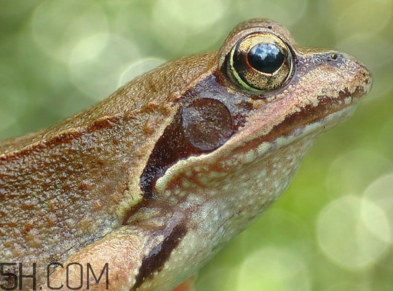 林蛙怎么處理內(nèi)臟？林蛙怎么做好吃