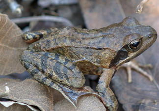林蛙什么時候捕捉最好？林蛙主要生活在草甸子還是山上