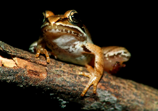 林蛙是發(fā)物嗎？林蛙是國家二級保護動物嗎？