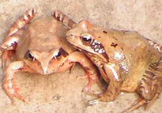 林蛙有寄生蟲嗎？林蛙可以帶上飛機嗎