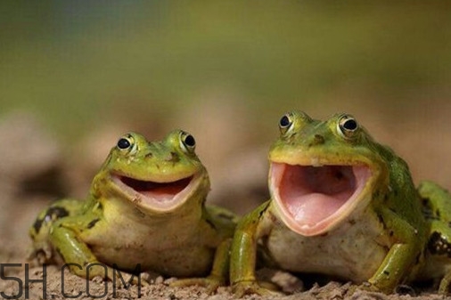 林蛙是雪蛤嗎？林蛙是田雞嗎