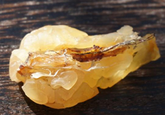 雪蛤可以和鹿胎膏一起吃嗎？雪蛤不能和什么一起吃