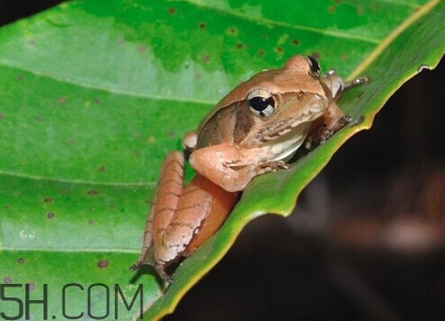 買賣林蛙違法嗎？林蛙和蛤蟆的區(qū)別