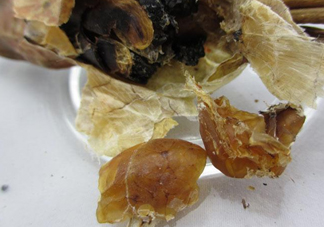 雪蛤能空腹吃嗎？哪里可以買到純正的長(zhǎng)白山雪蛤