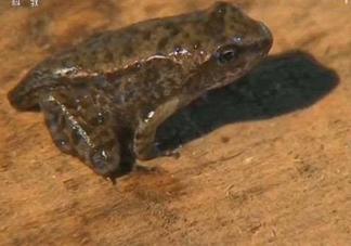 雪蛤和雪蛤油一樣嗎？雪蛤是青蛙嗎