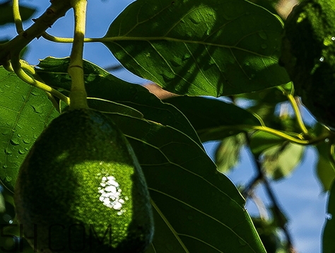 自然旋律是什么牌子？自然旋律是哪個國家的什么檔次