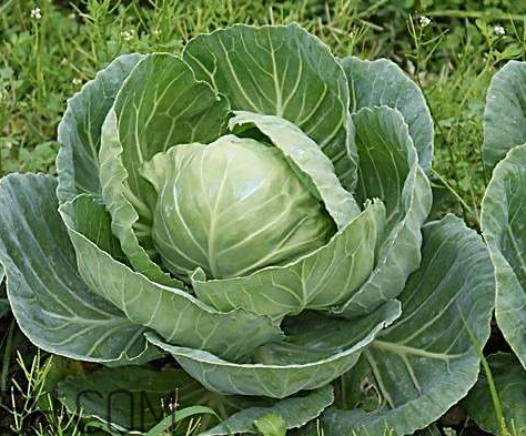 卷心菜熱量是多少 一個卷心菜熱量 卷心菜熱量是多少 一個卷心菜熱量