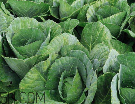 卷心菜熱量是多少 一個卷心菜熱量 卷心菜熱量是多少 一個卷心菜熱量