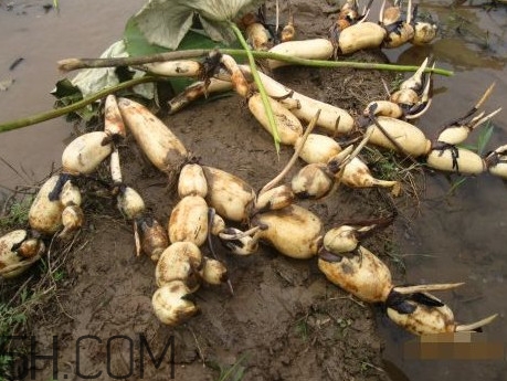 蓮藕是什么季節(jié)成熟的？蓮藕什么時(shí)候種植