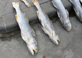 咸魚真的是一類致癌物？咸魚怎么做好吃