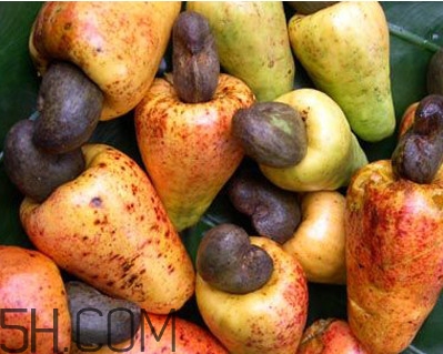 腰果為什么那么貴？腰果長在哪里