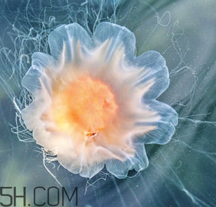 稚優(yōu)泉水母面膜要洗嗎？稚優(yōu)泉水母面膜敷多久？