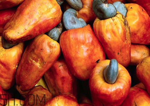 腰果什么時候成熟？腰果什么時候吃最好