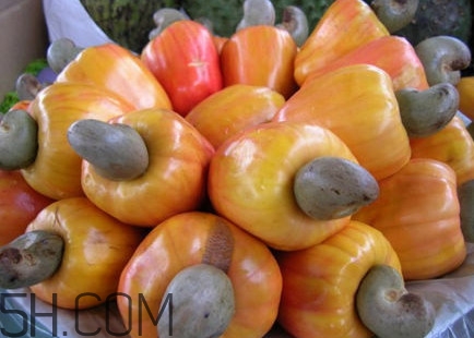 腰果是什么植物的果實？腰果果實能吃嗎