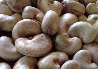 腰果有殼嗎？為什么沒有賣的腰果梨