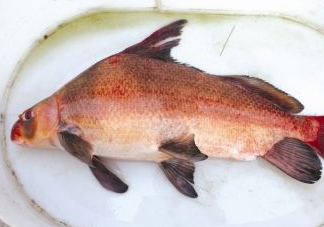 胭脂魚可以吃嗎？胭脂魚好養(yǎng)嗎