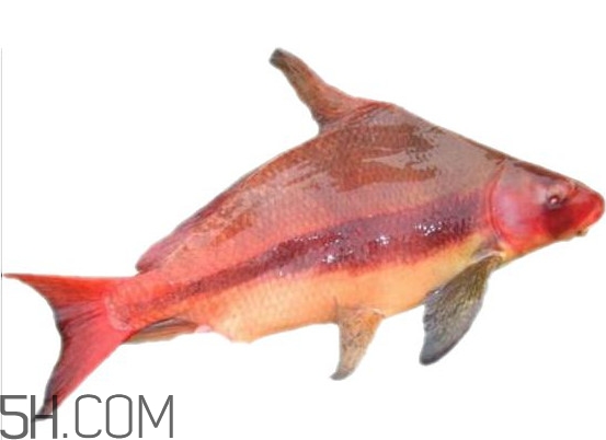 胭脂魚是什么魚？胭脂魚是保護(hù)動(dòng)物嗎