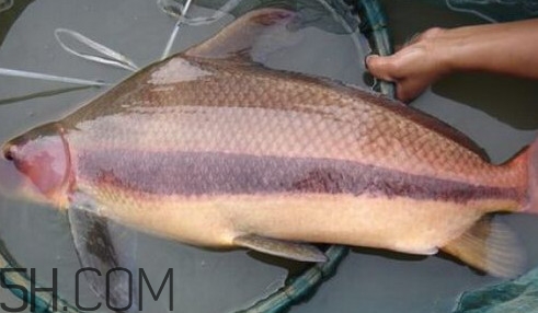 胭脂魚可以吃嗎？胭脂魚好養(yǎng)嗎