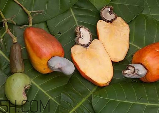 腰果有殼嗎？為什么沒有賣的腰果梨