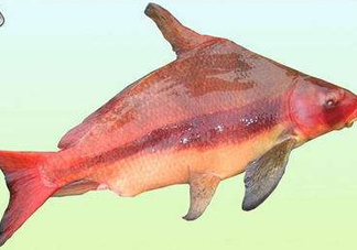 胭脂魚是什么魚？胭脂魚是保護動物嗎