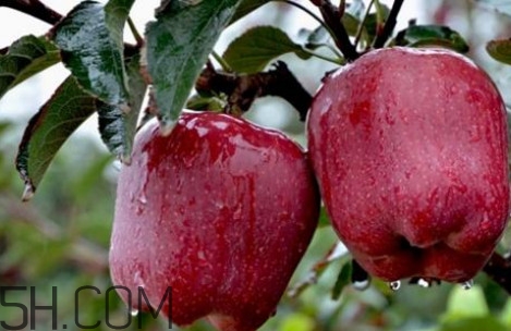 如何鑒別花牛蘋果？為什么叫花牛蘋果