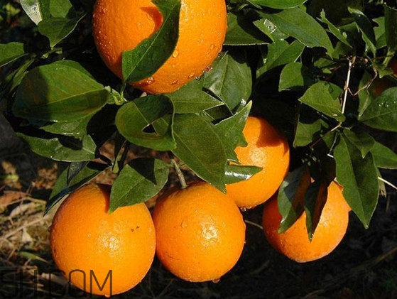 臍橙之鄉(xiāng)是哪里？臍橙哪里的最好吃