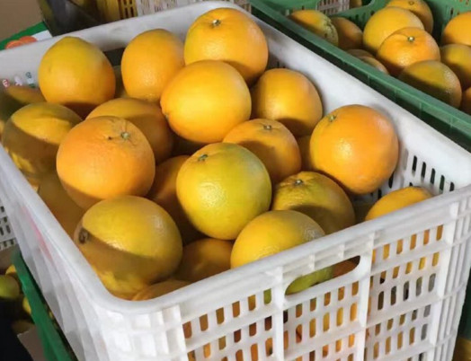 贛南臍橙什么時(shí)候上市？贛南臍橙一棵能產(chǎn)多少斤