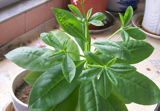 土人參有毒嗎？土人參葉子可以吃嗎？