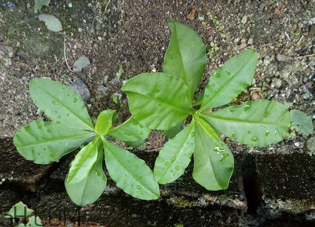 土人參怎么吃？新鮮的土人參多少錢一斤