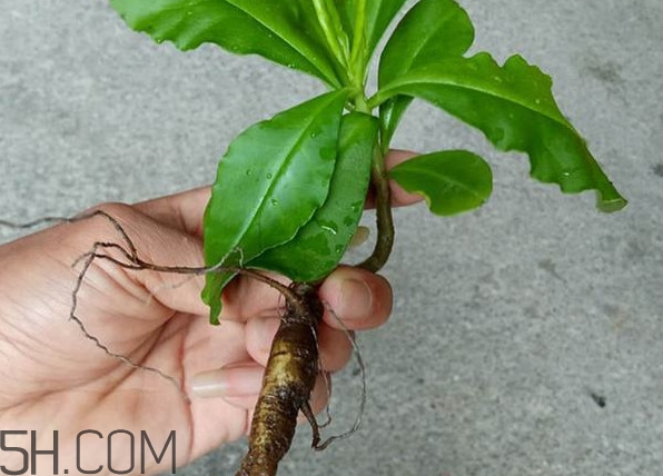 土人參怎么吃？新鮮的土人參多少錢一斤