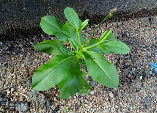 土人參是什么？人參和土人參的區(qū)別