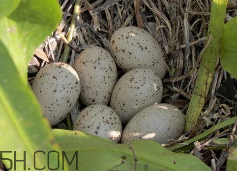 野雞蛋多少錢一個 野雞蛋怎么辨別 野雞蛋多少錢一個 野雞蛋怎么辨別