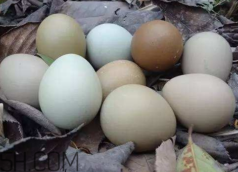 野雞蛋多少錢一個 野雞蛋怎么辨別 野雞蛋多少錢一個 野雞蛋怎么辨別