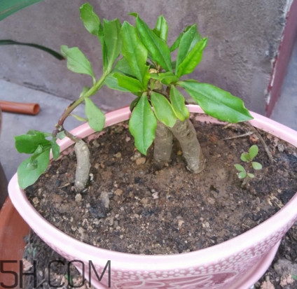 土人參的根可以吃嗎？土人參的功效與作用