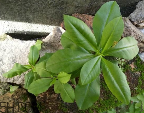 土人參有毒嗎？土人參葉子可以吃嗎？