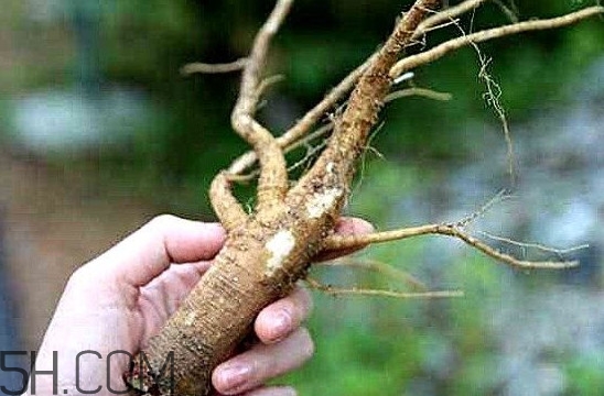 土人參是什么？人參和土人參的區(qū)別