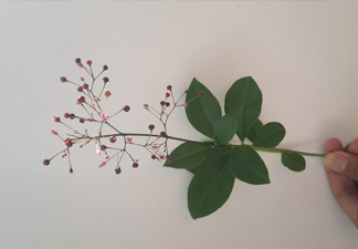 土人參是什么？人參和土人參的區(qū)別