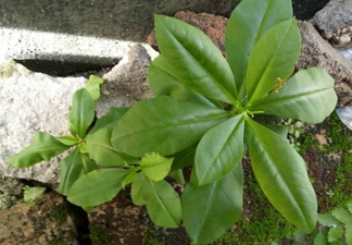 土人參的根可以吃嗎？土人參的功效與作用