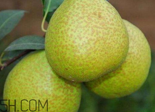 為什么萊陽(yáng)梨好吃？萊陽(yáng)梨的功效與作用