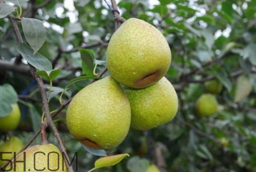 萊陽梨怎么催熟？萊陽梨汁多少錢一箱