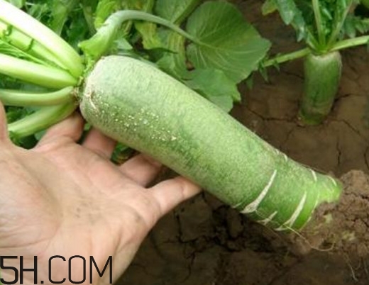 為什么說煙臺蘋果萊陽梨不如濰坊蘿卜皮？